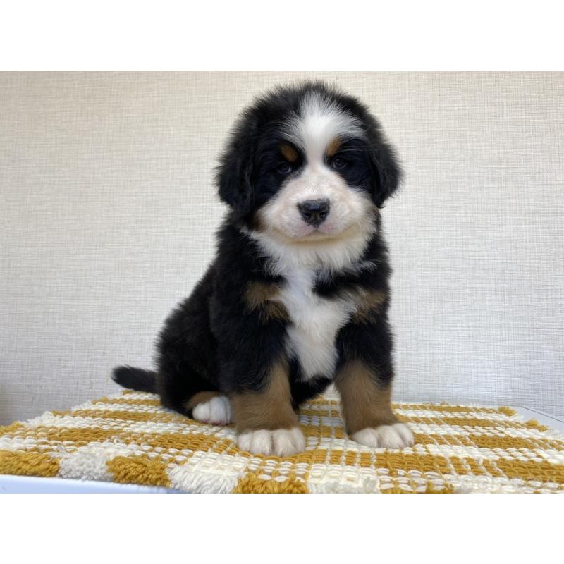 販売中の群馬県のバーニーズマウンテンドッグ-454204の6枚目