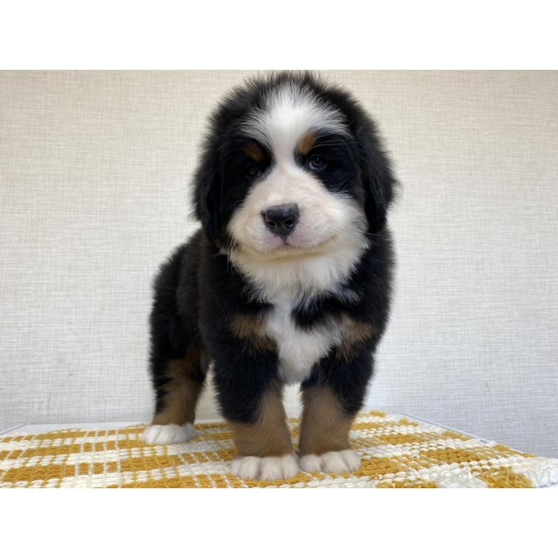 販売中の群馬県のバーニーズマウンテンドッグ-454204の4枚目