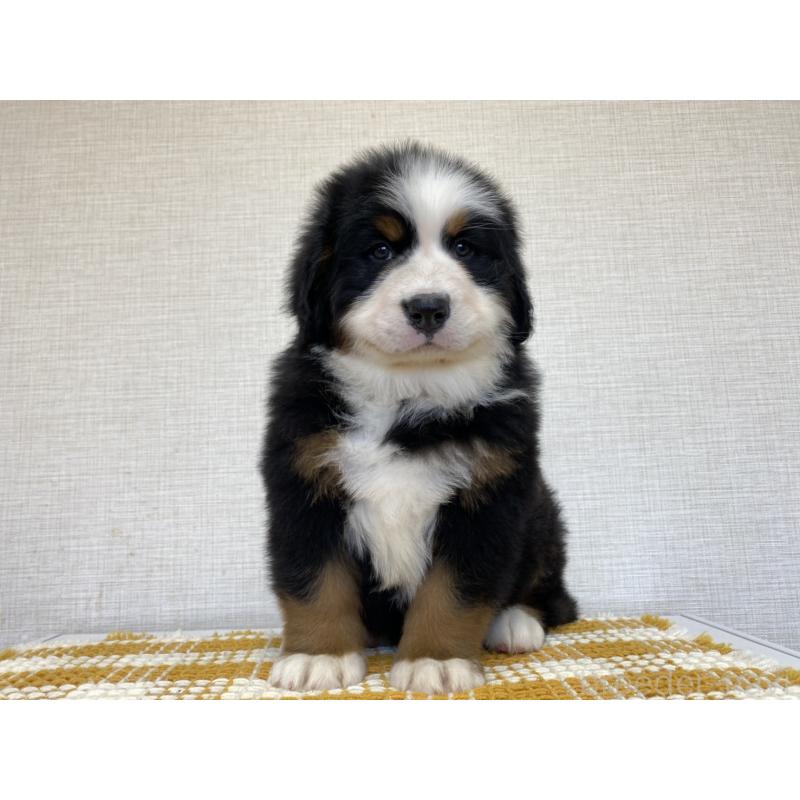 販売中の群馬県のバーニーズマウンテンドッグ-454204の3枚目