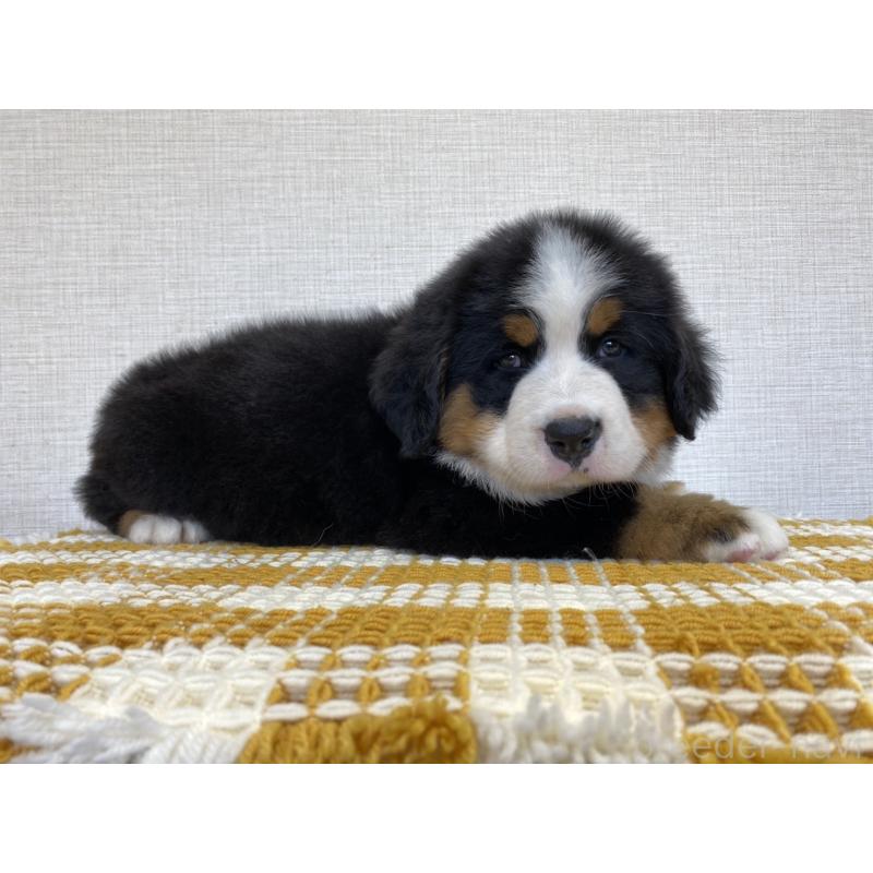 販売中の群馬県のバーニーズマウンテンドッグ-454205の5枚目