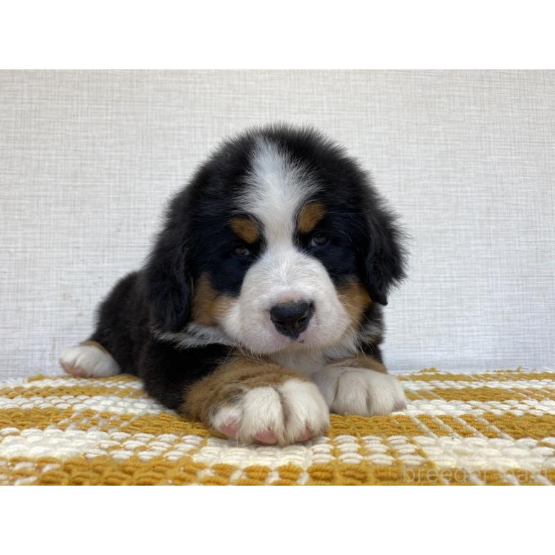 販売中の群馬県のバーニーズマウンテンドッグ-454205の4枚目