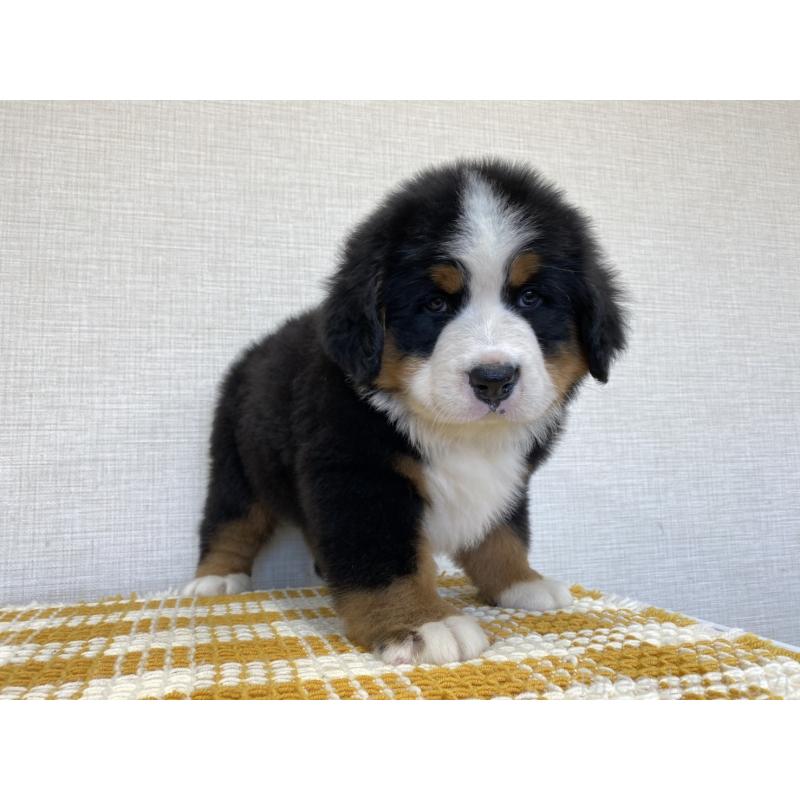 販売中の群馬県のバーニーズマウンテンドッグ-454205の3枚目