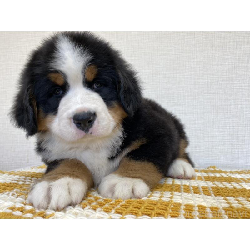 販売中の群馬県のバーニーズマウンテンドッグ-454205の2枚目