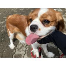 今成 薫ブリーダー