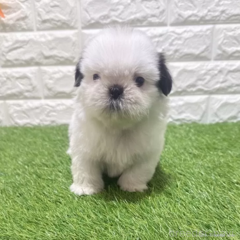 販売中の愛知県のシーズー-452099