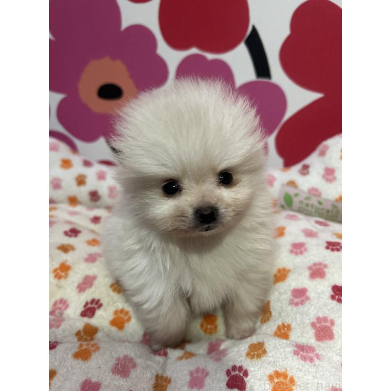 販売中の新潟県のポメラニアン-454136の2枚目