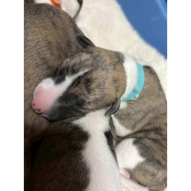 販売中の大阪府のウィペット-454226の3枚目