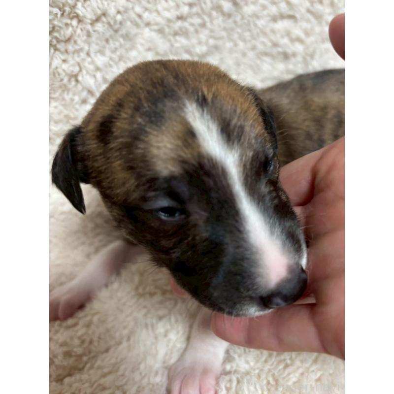 販売中の大阪府のウィペット-454225の3枚目