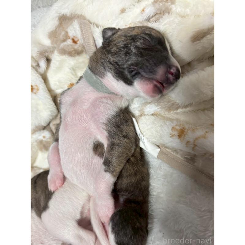 販売中の大阪府のウィペット-454225の2枚目