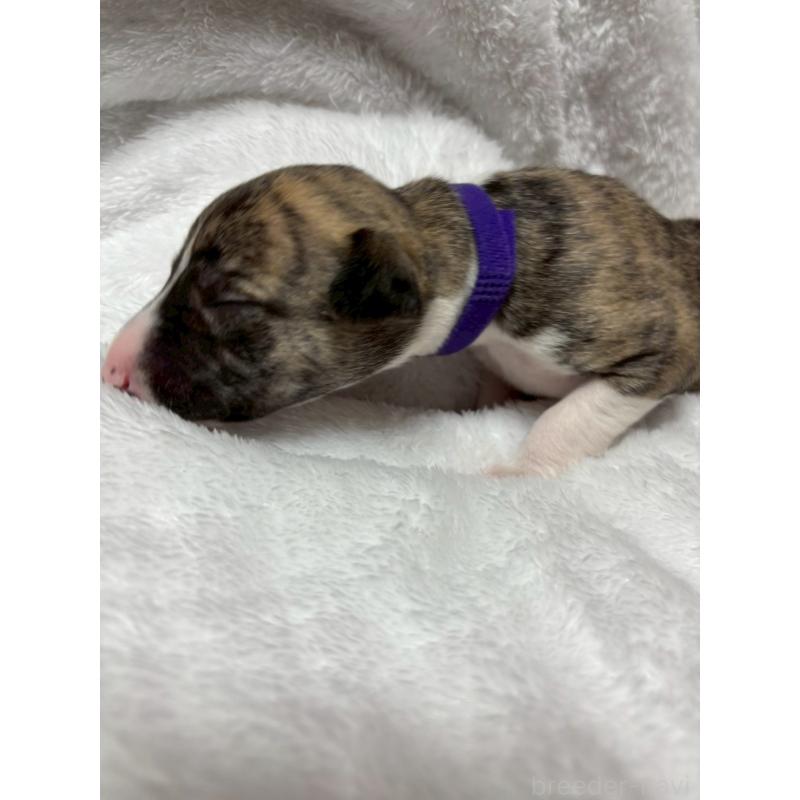 販売中の大阪府のウィペット-454224の3枚目