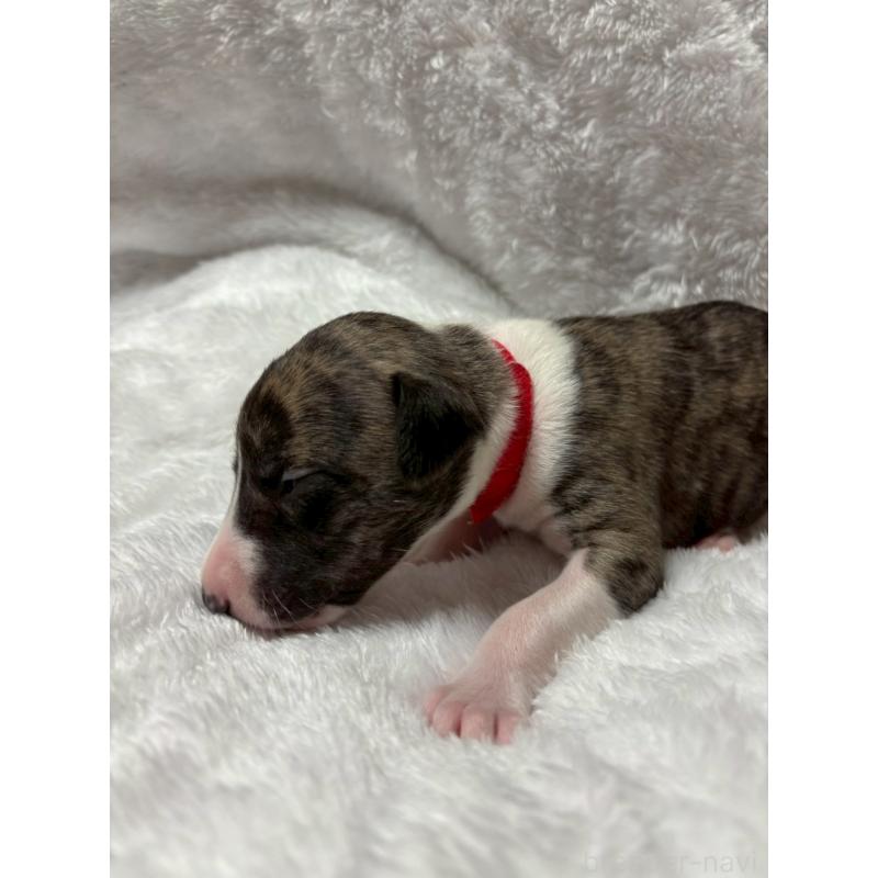 販売中の大阪府のウィペット-454223の5枚目