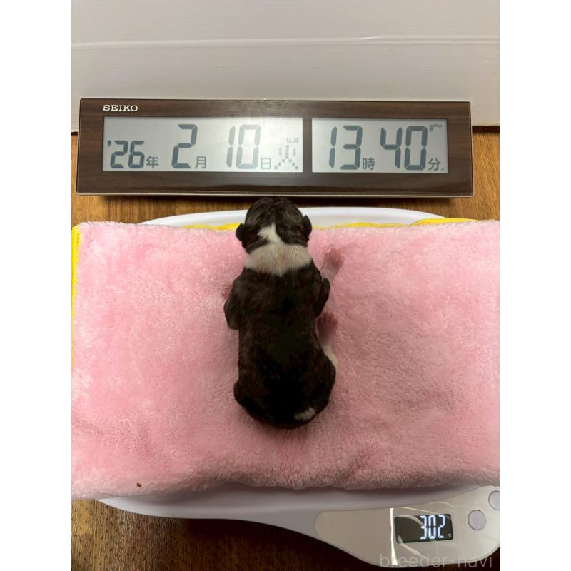 販売中の大阪府のウィペット-454223の3枚目