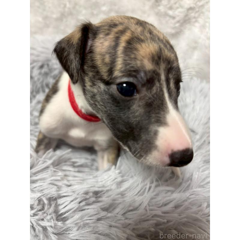 販売中の大阪府のウィペット-454223の2枚目