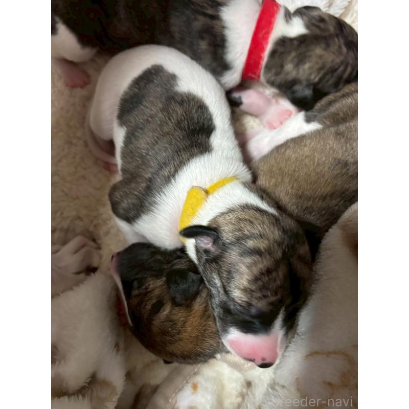 販売中の大阪府のウィペット-454221の5枚目