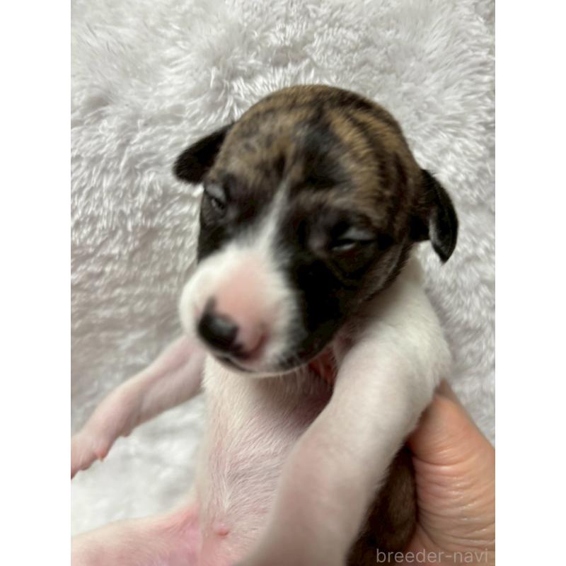 販売中の大阪府のウィペット-454221の4枚目