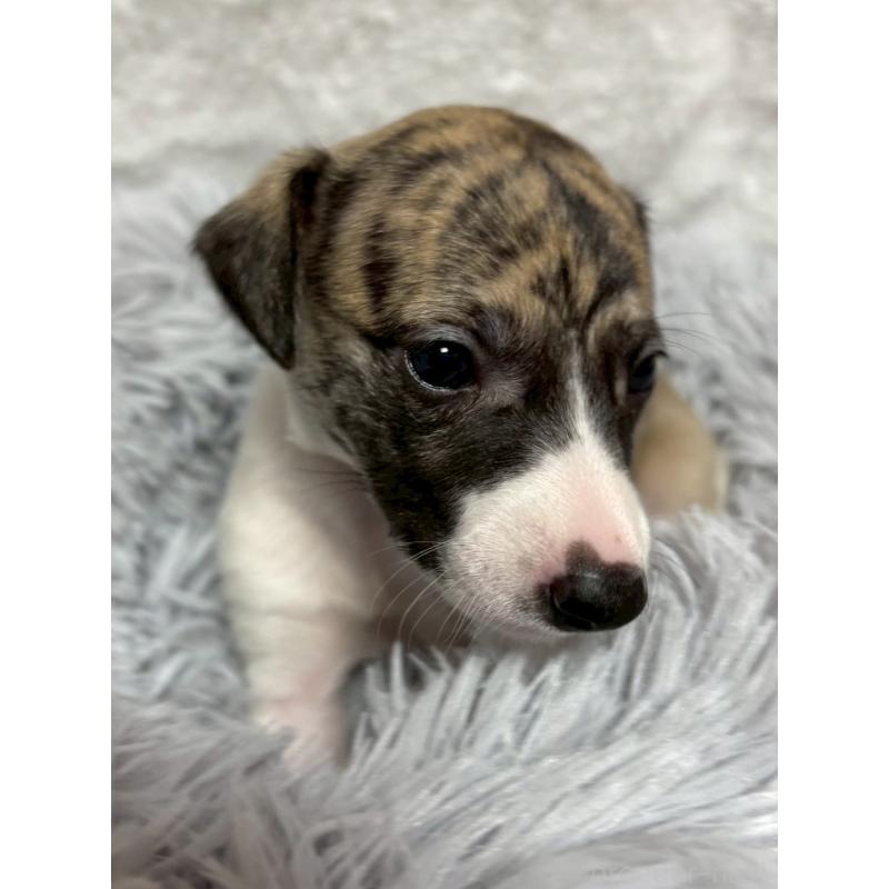 販売中の大阪府のウィペット-454221の3枚目