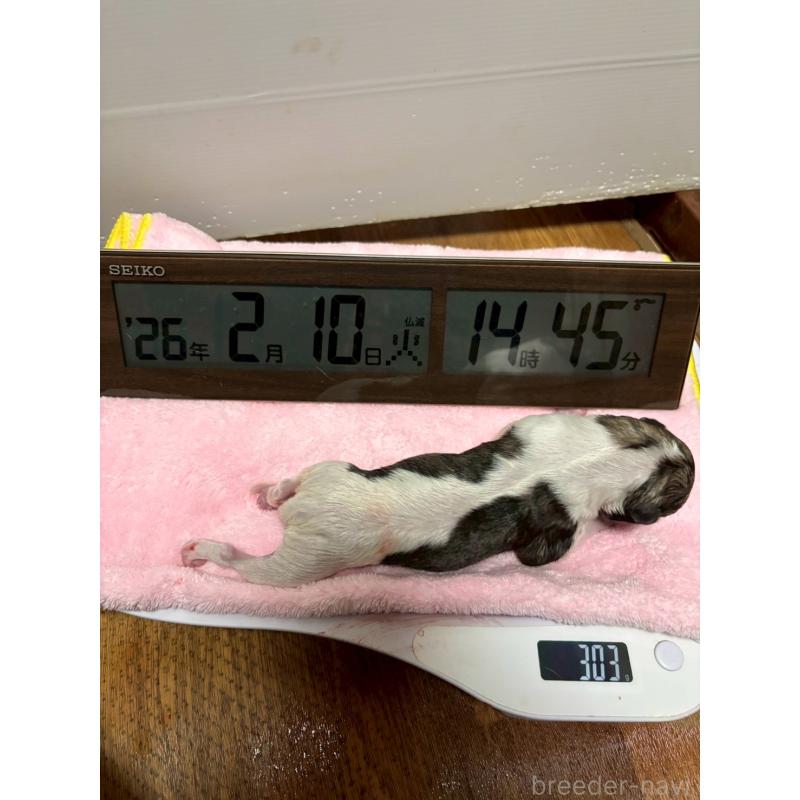 販売中の大阪府のウィペット-454221の2枚目