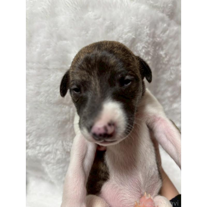 販売中の大阪府のウィペット-454220の4枚目