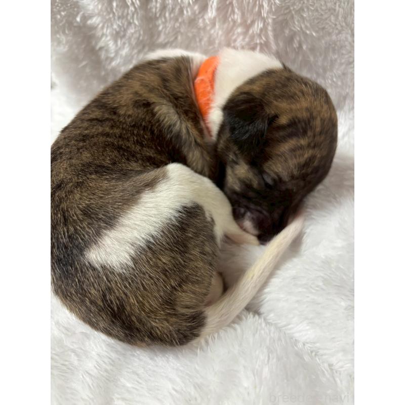 販売中の大阪府のウィペット-454220の3枚目