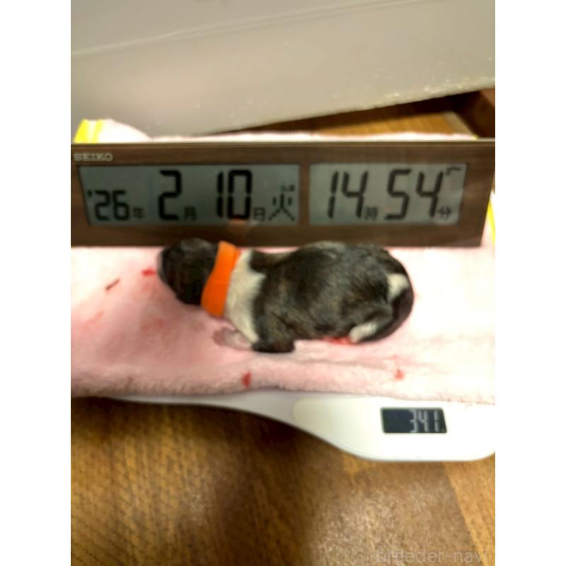 販売中の大阪府のウィペット-454220の2枚目