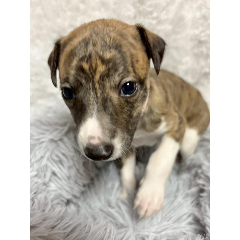 販売中の大阪府のウィペット-454219の4枚目