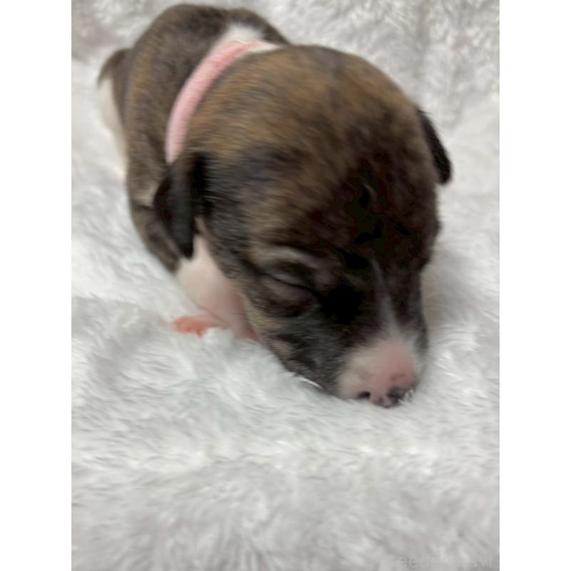 販売中の大阪府のウィペット-454219の3枚目