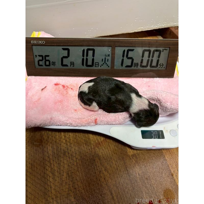 販売中の大阪府のウィペット-454219の2枚目