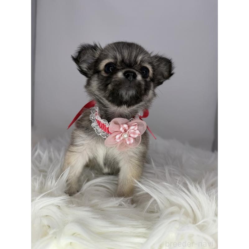 販売中の京都府のチワワ(ロングコート)-454215の4枚目