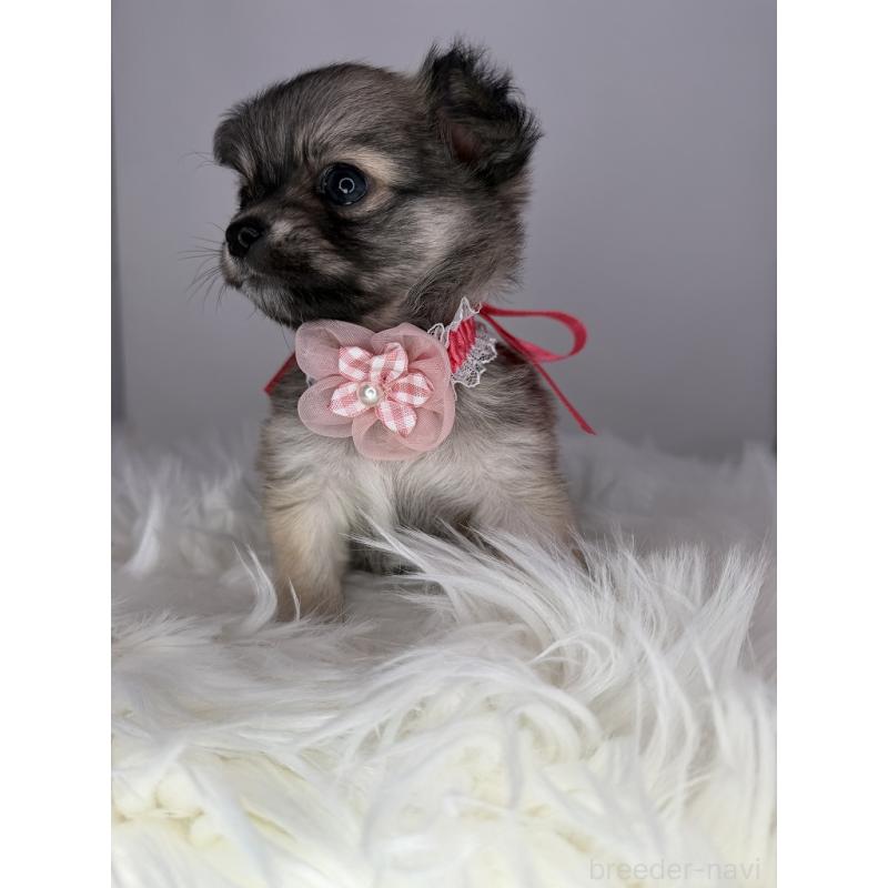 販売中の京都府のチワワ(ロングコート)-454215の3枚目