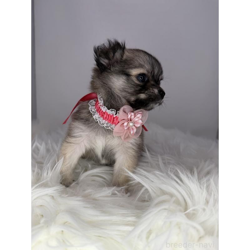 販売中の京都府のチワワ(ロングコート)-454215の2枚目