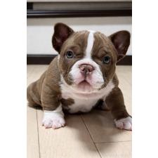 ♀︎エキゾチックブリー