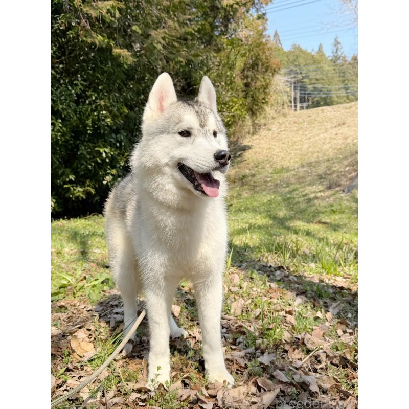 販売中の栃木県のシベリアンハスキー-407642の4枚目