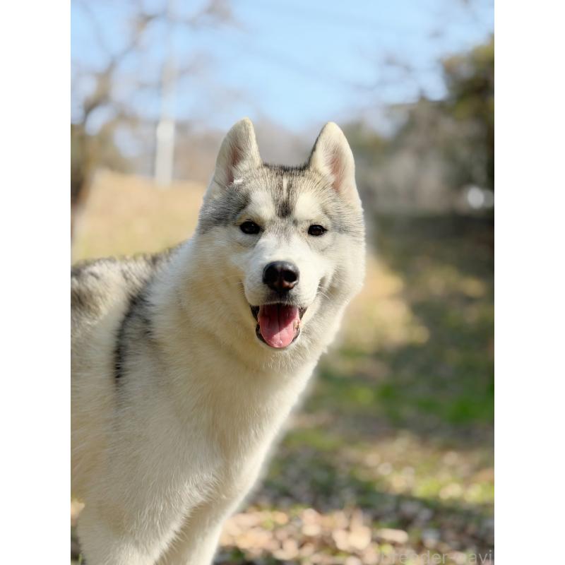 販売中の栃木県のシベリアンハスキー-407642の3枚目