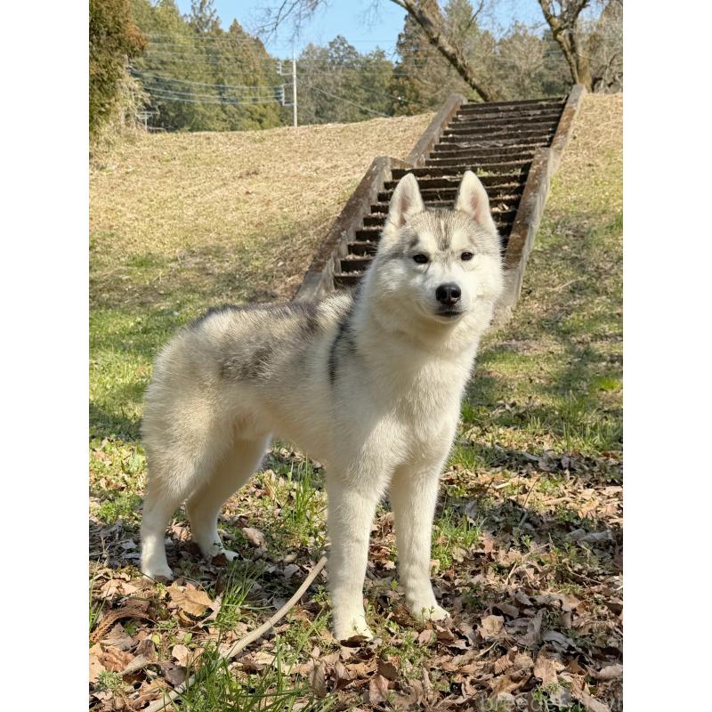 販売中の栃木県のシベリアンハスキー-407642の2枚目