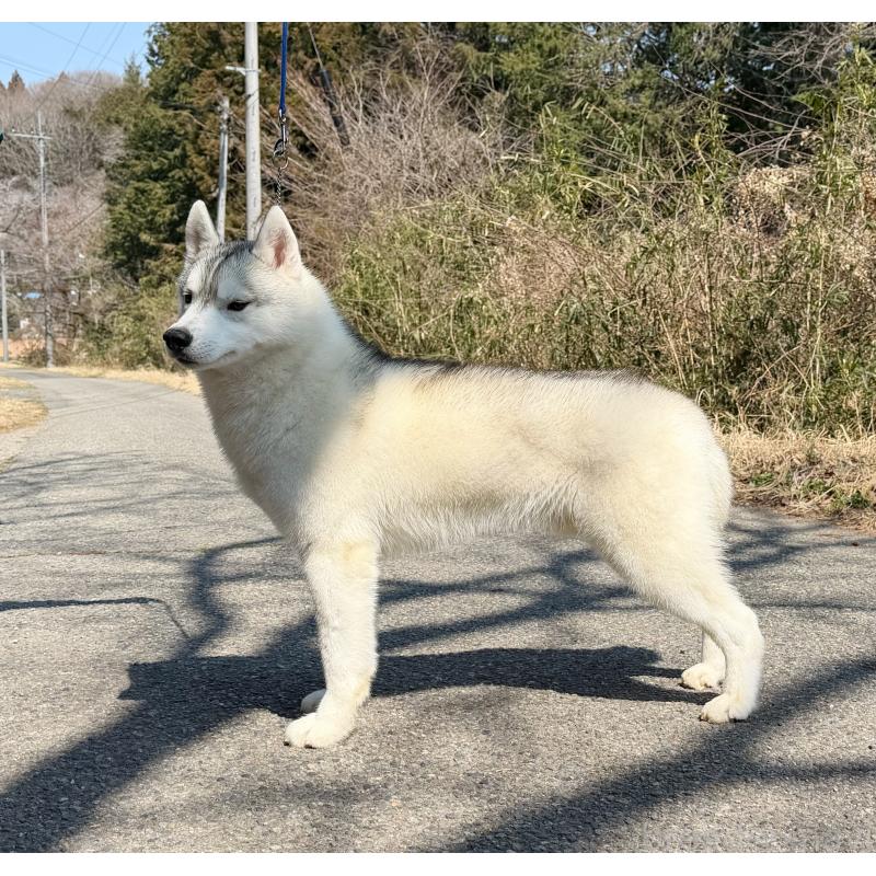 販売中の栃木県のシベリアンハスキー-407641の5枚目