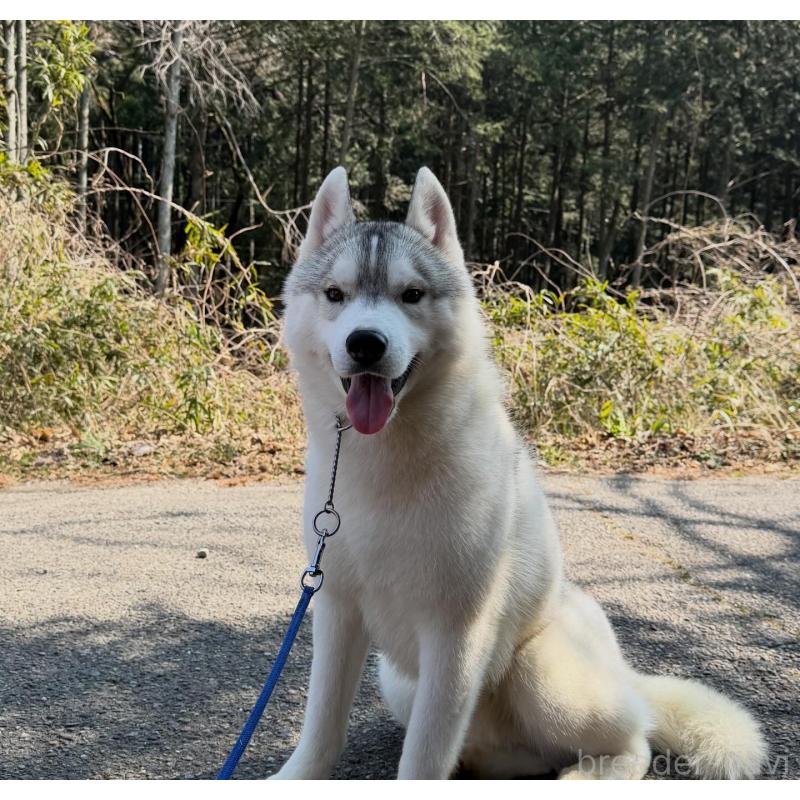 販売中の栃木県のシベリアンハスキー-407641の4枚目