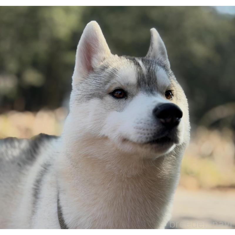 販売中の栃木県のシベリアンハスキー-407641の3枚目