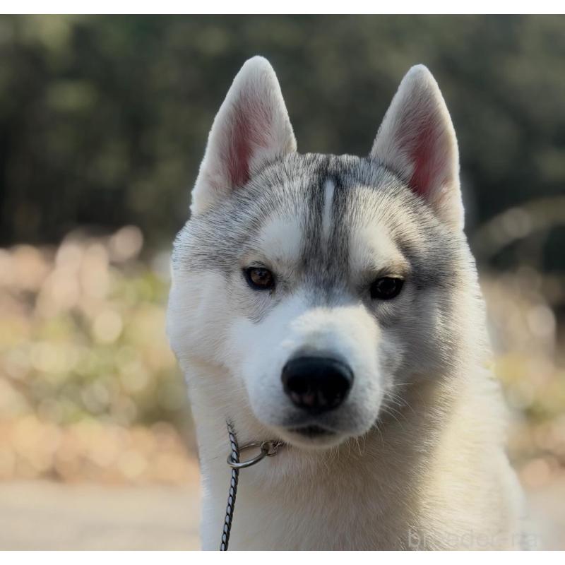 販売中の栃木県のシベリアンハスキー-407641の2枚目