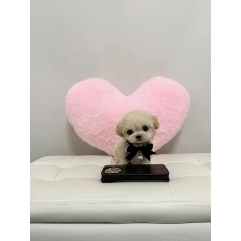 販売中の埼玉県のマルプー:マルチーズ×トイプードル-453982の4枚目