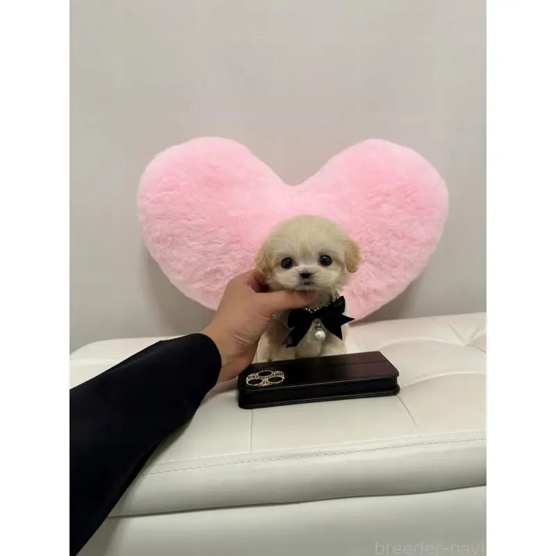 販売中の埼玉県のマルプー:マルチーズ×トイプードル-453982の3枚目