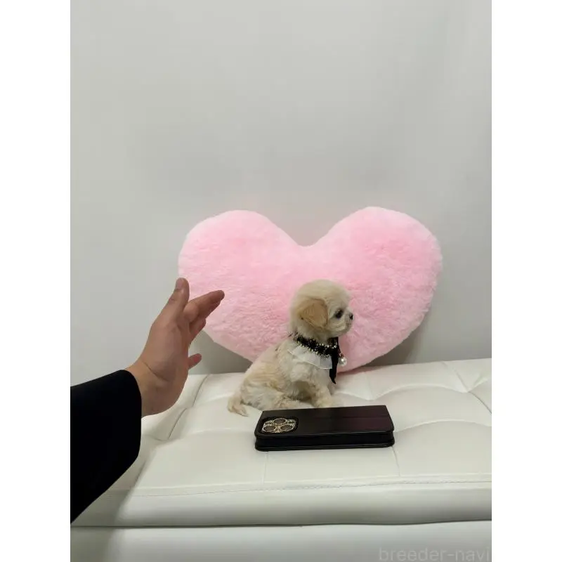 販売中の埼玉県のマルプー:マルチーズ×トイプードル-453982の2枚目