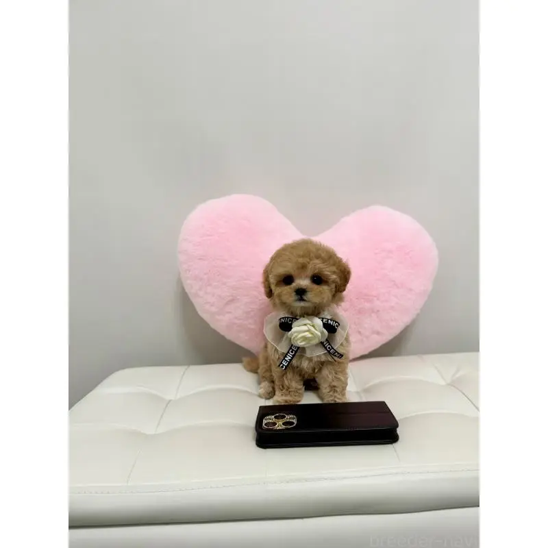 販売中の埼玉県のビションプー:ビションフリーゼ×トイプードル-453983の4枚目