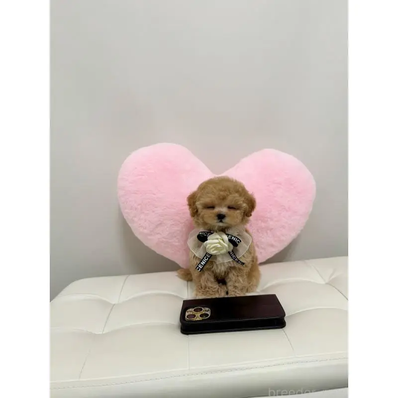 販売中の埼玉県のビションプー:ビションフリーゼ×トイプードル-453983の3枚目