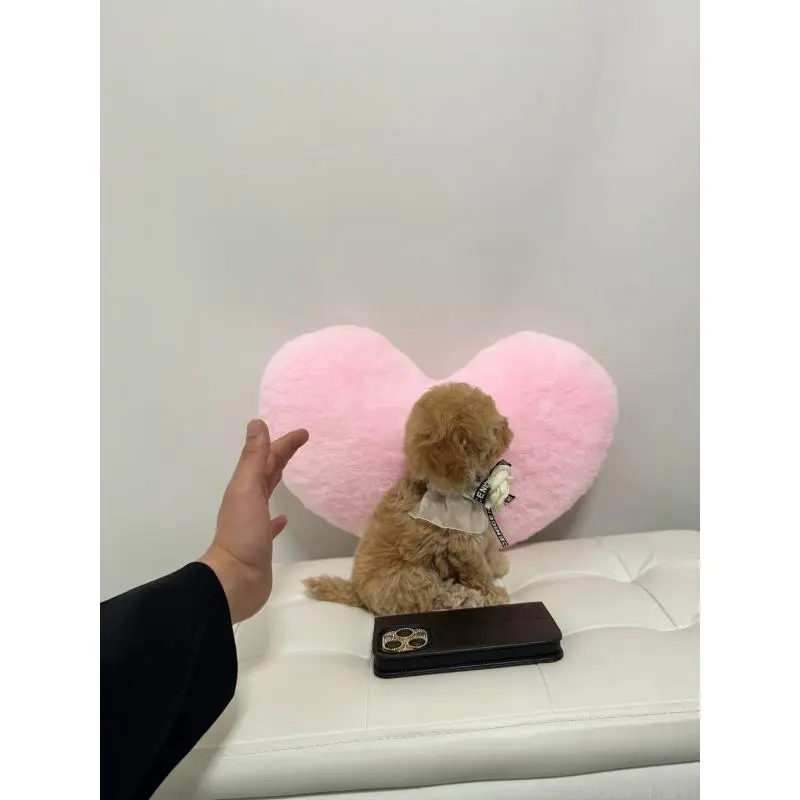 販売中の埼玉県のビションプー:ビションフリーゼ×トイプードル-453983の2枚目