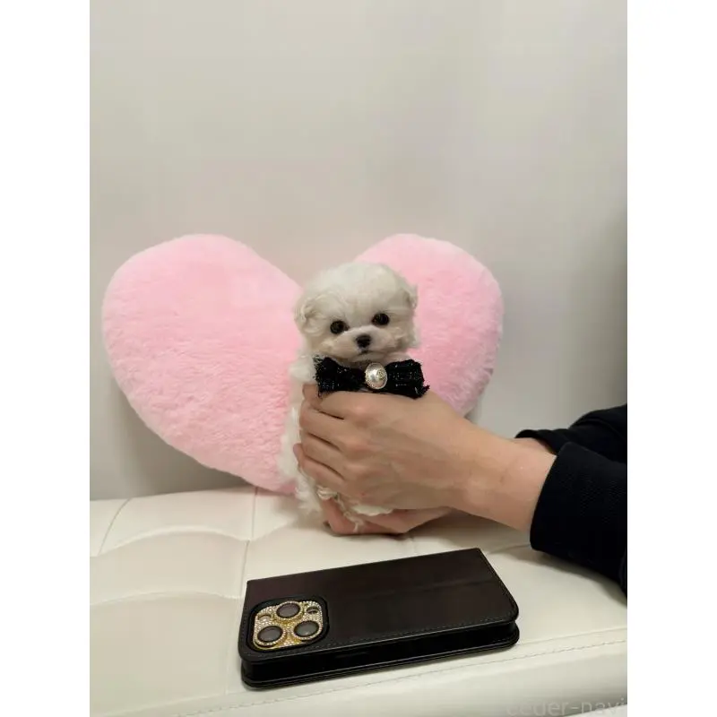 販売中の埼玉県のビションプー:ビションフリーゼ×トイプードル-453984の4枚目