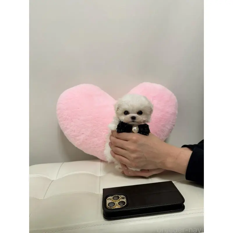 販売中の埼玉県のビションプー:ビションフリーゼ×トイプードル-453984の3枚目