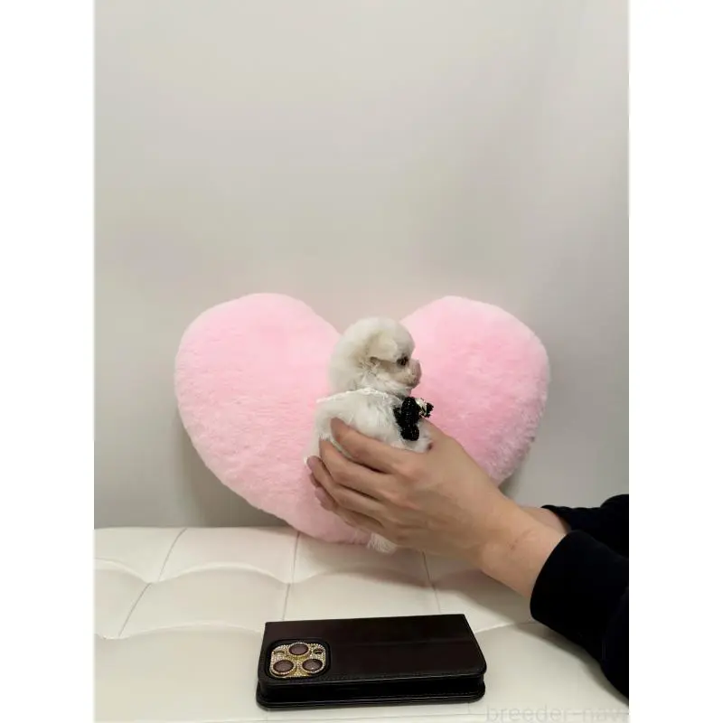 販売中の埼玉県のビションプー:ビションフリーゼ×トイプードル-453984の2枚目