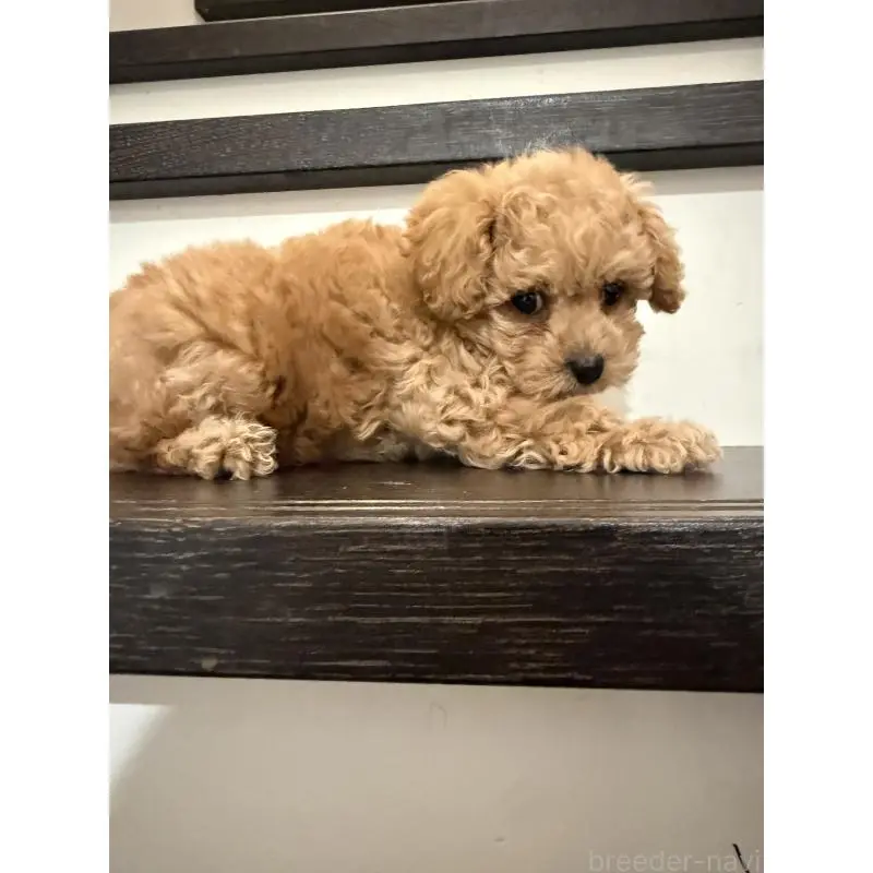 販売中の岡山県のポメプー:ポメラニアン×トイプードル-453994の3枚目