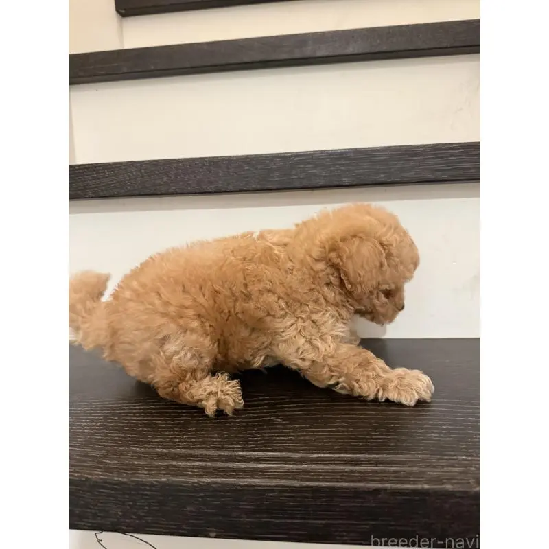 販売中の岡山県のポメプー:ポメラニアン×トイプードル-453994の2枚目