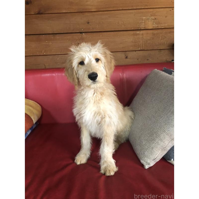 販売中の兵庫県のゴールデンドゥードル:ゴールデンレトリーバー×プードル-444195